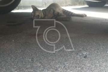 El cadáver de un gato preocupa a vecinos de Ojos de Garza/TA.